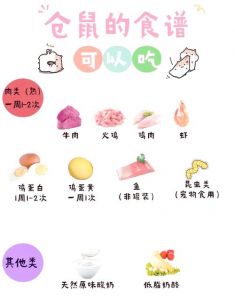 松鼠食谱一览表_食物与护理要点