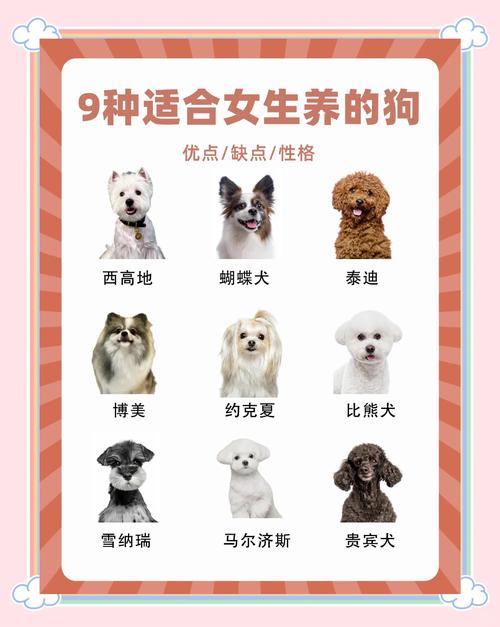 十大公认最好养便宜的狗_中华田园犬忠诚护家，泰迪聪明掉毛少，蝴蝶犬高智商颜值高，不同狗狗适合不同需求