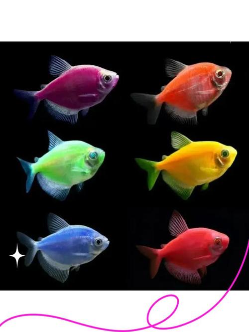 天使鱼,孔雀鱼一天喂几次_孔雀鱼幼鱼喂食指南,天使鱼喂食技巧 天使鱼,孔雀鱼一天喂几次_孔雀鱼幼鱼喂食指南,天使鱼喂食技巧