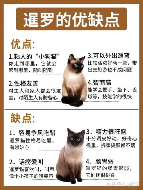 养暹罗猫的5大危害_健康陪伴费用都要考虑! 养暹罗猫的5大危害_健康陪伴费用都要考虑!