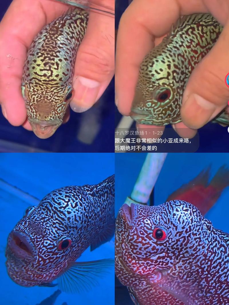 罗汉鱼起头座辨别图_罗汉鱼起头看品种 选好苗养好水