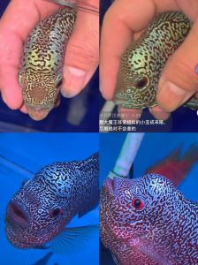 罗汉鱼起头座辨别图_罗汉鱼起头看品种 选好苗养好水