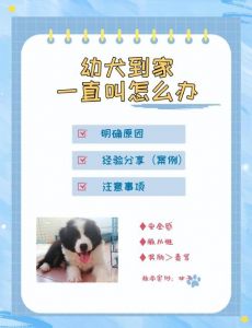 狗狗到新家一直呜呜叫_狗狗半夜呜呜叫怎么办？试试这些方法！