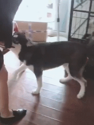 狗狗为什么老闻主人裆部_狗狗爱闻裤裆?亲密社交密码! 狗狗为什么老闻主人裆部_狗狗爱闻裤裆?亲密社交密码!