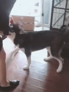 狗狗为什么老闻主人裆部_狗狗爱闻裤裆？亲密社交密码！