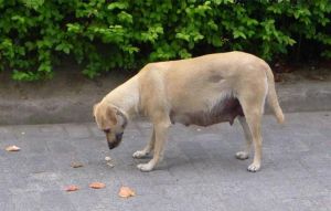 母狗发情为什么抱着主人的腿_狗狗为何总抱腿？原因与管教方法