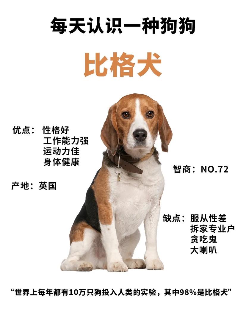 比格犬能吃面包吗_比格犬可适量吃无添加白面包,但需谨慎 比格犬能吃面包吗_比格犬可适量吃无添加白面包,但需谨慎