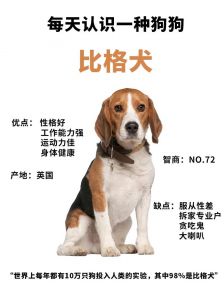 为什么不能打比格犬_比格犬优缺点多，养它看环境主人心态