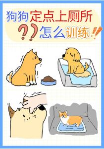 狗狗多大可以训练如厕_用奖励定点，耐心引导