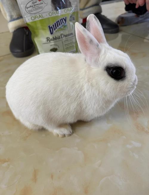 侏儒海棠兔最大可以长到多大_小巧可爱,饲养需爱心 侏儒海棠兔最大可以长到多大_小巧可爱,饲养需爱心