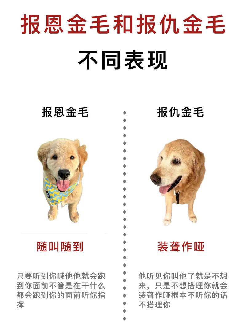 金毛寻回犬怎么养_金毛喂养运动护理全攻略