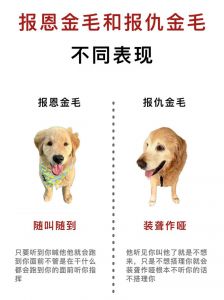 金毛寻回犬怎么养_金毛喂养运动护理全攻略