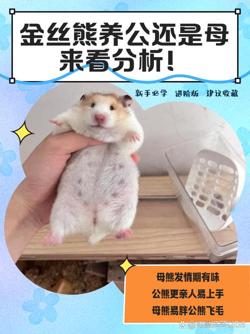 成年仓鼠公母参照图_区分公母仓鼠,避免打架繁殖 成年仓鼠公母参照图_区分公母仓鼠,避免打架繁殖