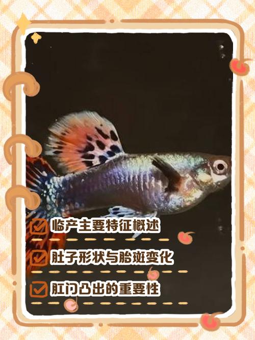 孔雀鱼繁殖的前兆图_孔雀鱼临产信号及繁殖注意事项 孔雀鱼繁殖的前兆图_孔雀鱼临产信号及繁殖注意事项