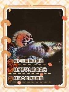 孔雀鱼繁殖的前兆图_孔雀鱼临产信号及繁殖注意事项