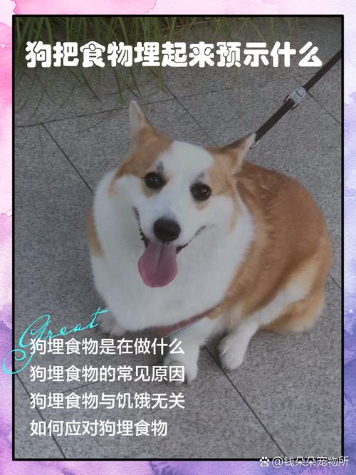 狗藏食物说明了什么_天性与健康的双重原因