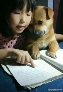 狗有没有学习的能力_学指令快，情商高，是贴心小帮手！
