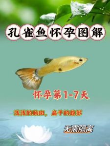 孔雀鱼几个月生一次_孔雀鱼繁殖快易爆缸，产仔管理需注意！