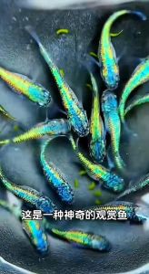 十大养不死的冷水鱼_草金锦鲤白云金丝鳑鲏