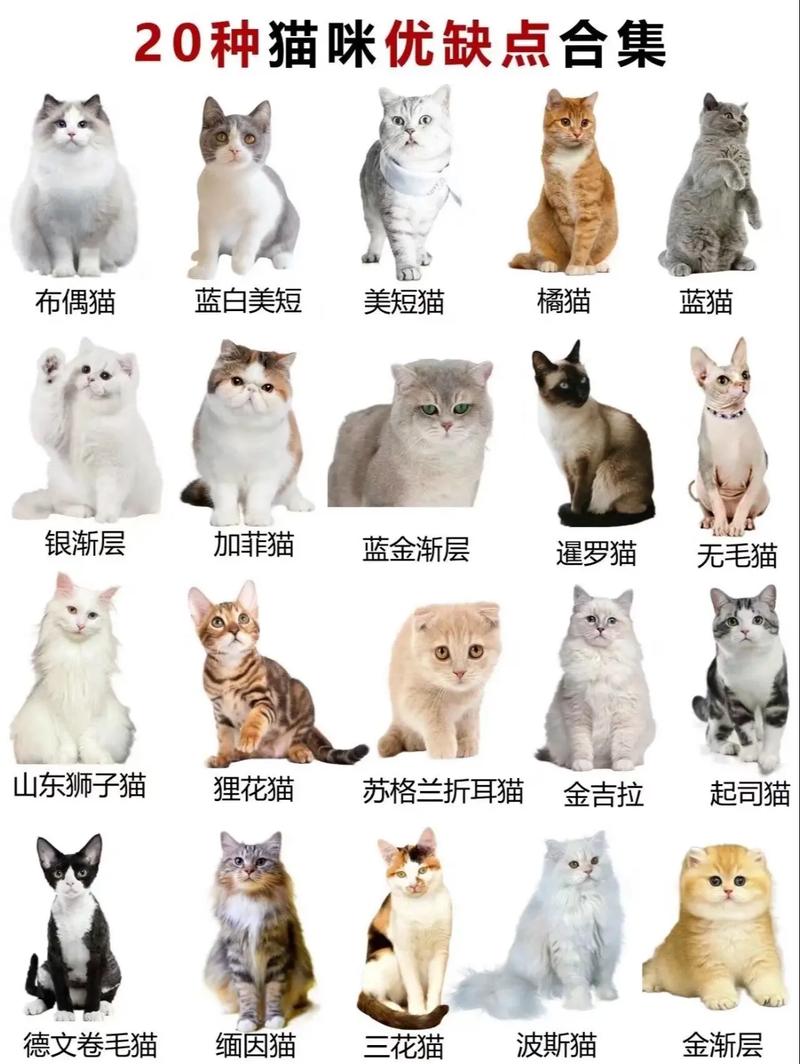 猫图片大全 品种_暹罗优雅伯曼高贵,英短圆胖惹人爱 猫图片大全 品种_暹罗优雅伯曼高贵,英短圆胖惹人爱