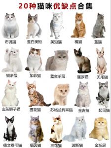 猫图片大全 品种_暹罗优雅伯曼高贵，英短圆胖惹人爱