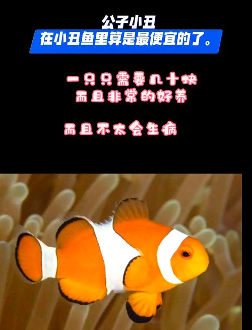 小丑鱼为什么养不活_小丑鱼怕水质突变,养鱼需细心! 小丑鱼为什么养不活_小丑鱼怕水质突变,养鱼需细心!