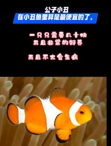 小丑鱼为什么养不活_小丑鱼怕水质突变，养鱼需细心！