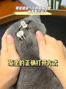 怎样驱赶猫最有效_温和驱猫不伤情