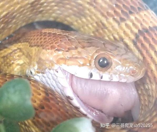 宠物蛇为什么突然死了_养蛇注意!温度湿度食物,不当易致宠物蛇死亡 宠物蛇为什么突然死了_养蛇注意!温度湿度食物,不当易致宠物蛇死亡