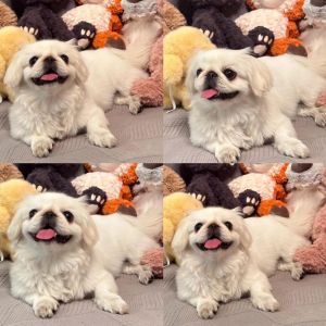 西施犬和北京犬区别_外貌性格大不同