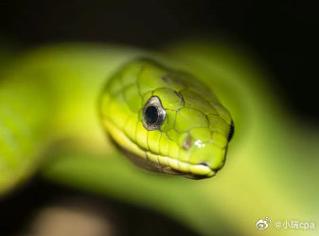 绿锦蛇和翠青蛇区别_性格外貌差异及养护建议 绿锦蛇和翠青蛇区别_性格外貌差异及养护建议