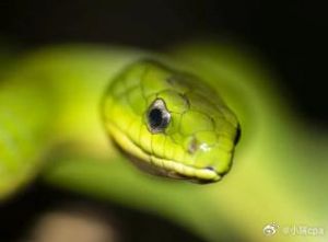 绿锦蛇和翠青蛇区别_性格外貌差异及养护建议