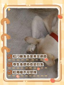 狗狗为什么舔自己的毛_狗狗舔毛原因多，可能是皮肤病或不适