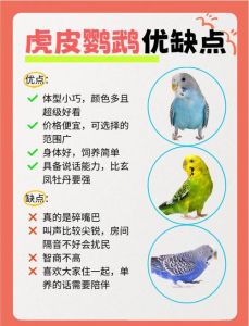 智商最高的鹦鹉排行_聪明鹦鹉会说话，像人一样！