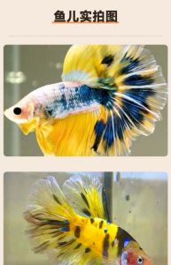 观赏鱼小型泰国斗鱼_泰国斗鱼色彩艳丽易养活，适合新手缓解压力