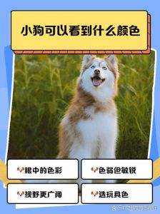 狗能看见的颜色有哪些_蓝黄灰为主，红是深灰