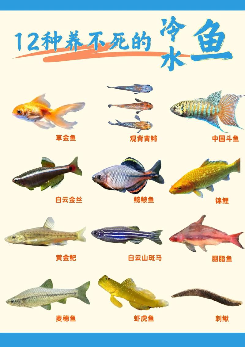 十大养不死冷水鱼图片_冷水鱼好养又有趣,多种易养鱼推荐! 十大养不死冷水鱼图片_冷水鱼好养又有趣,多种易养鱼推荐!