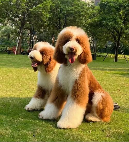 巨型贵宾吃什么狗粮_美毛护肠胃,挑食泪痕全解决 巨型贵宾吃什么狗粮_美毛护肠胃,挑食泪痕全解决