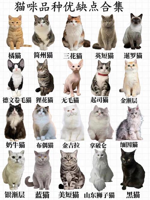 猫品种一览表大全_猫咪品种多又萌,忠诚活泼好伙伴! 猫品种一览表大全_猫咪品种多又萌,忠诚活泼好伙伴!