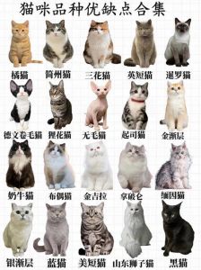 猫品种一览表大全_猫咪品种多又萌，忠诚活泼好伙伴！