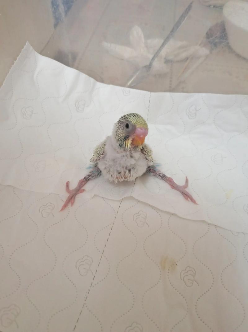 虎皮鹦鹉吃面包虫吗_虎皮鹦鹉不爱吃面包虫？试试这些！