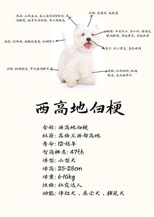 西高地小猎犬禁养吗_杭州西高地小猎犬禁养引争议，养犬管理政策该如何平衡？