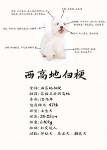 西高地小猎犬禁养吗_杭州西高地小猎犬禁养引争议，养犬管理政策该如何平衡？