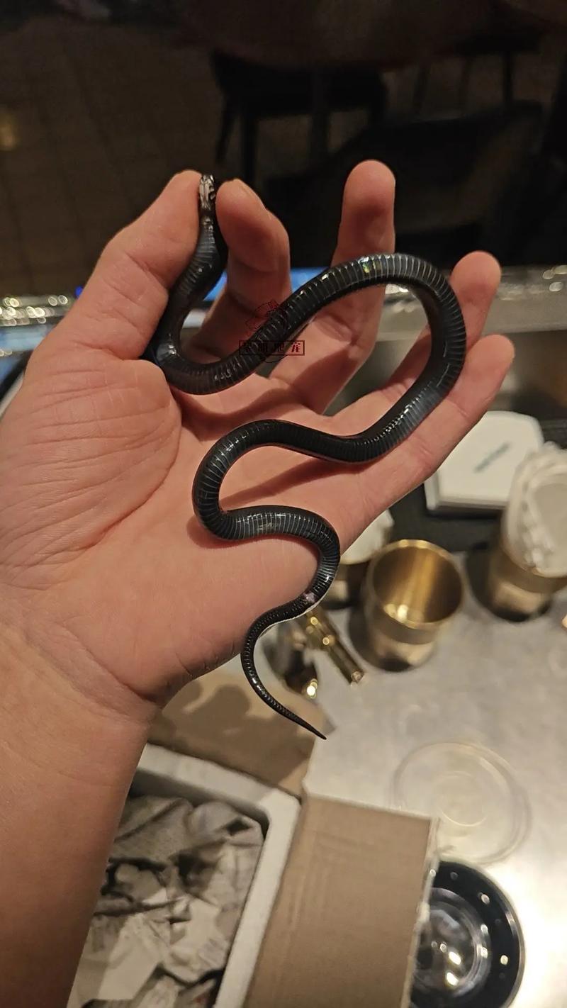 黑王宠物蛇可以活多久_黑王蛇寿命长饲养要点 黑王宠物蛇可以活多久_黑王蛇寿命长饲养要点