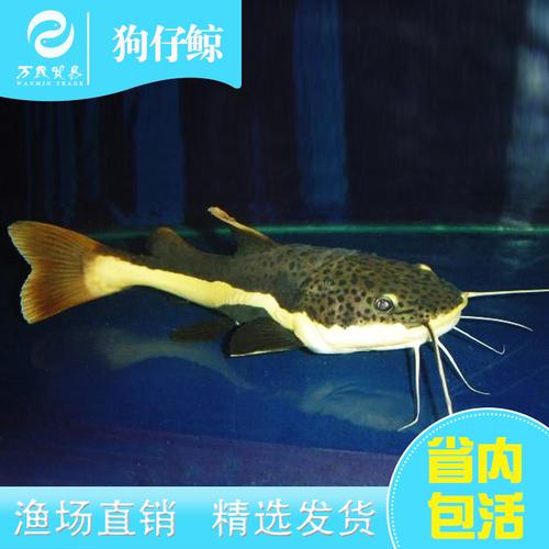 热带鱼狗仔鲸吃泥吗_活泼独特,喂食注意防病胖 热带鱼狗仔鲸吃泥吗_活泼独特,喂食注意防病胖