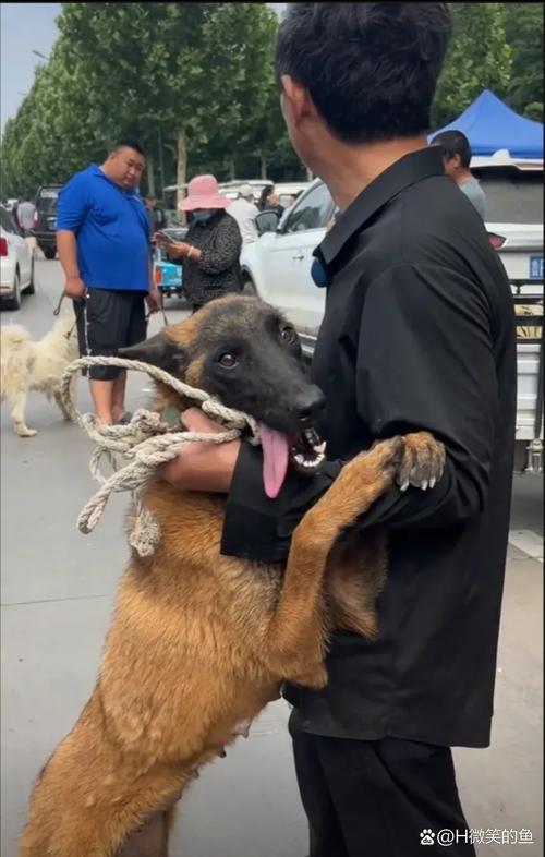 狗贩子偷的宠物狗卖去哪里了_严厉打击偷狗卖狗行为,保护动物健康安全 狗贩子偷的宠物狗卖去哪里了_严厉打击偷狗卖狗行为,保护动物健康安全