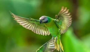 大绯胸雏鸟鹦鹉湿度_湿度与养护