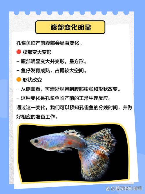 孔雀鱼繁殖的前兆图_孔雀鱼临产信号与护理 孔雀鱼繁殖的前兆图_孔雀鱼临产信号与护理