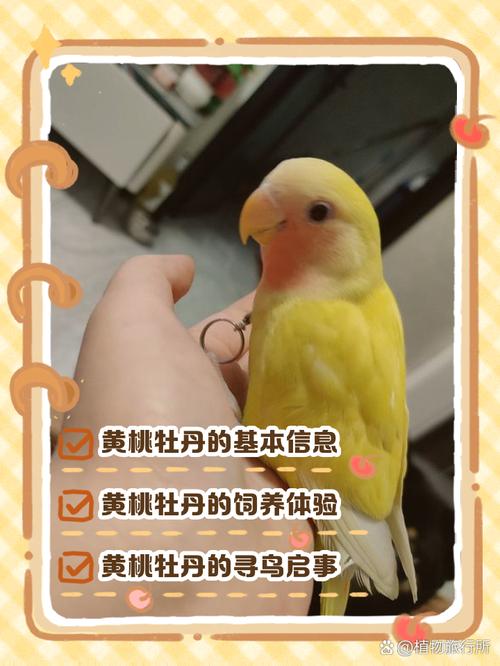 牡丹鹦鹉最喜欢被摸哪里_抚摸牡丹鹦鹉头部建立信任 牡丹鹦鹉最喜欢被摸哪里_抚摸牡丹鹦鹉头部建立信任