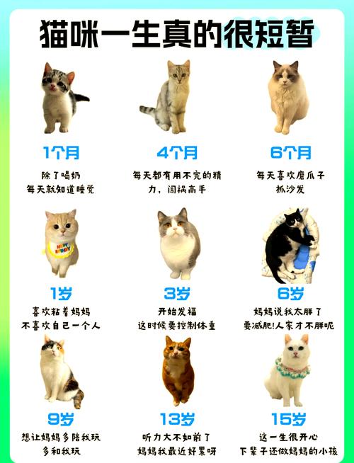 猫11个月相当于人几岁_猫咪11个月等于14岁,正青春叛逆期 猫11个月相当于人几岁_猫咪11个月等于14岁,正青春叛逆期